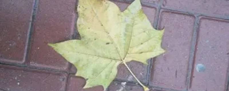 树叶自然落地后大多是背面朝上吗（树叶自然落地后大多是背面朝上吗 用概率论知识）