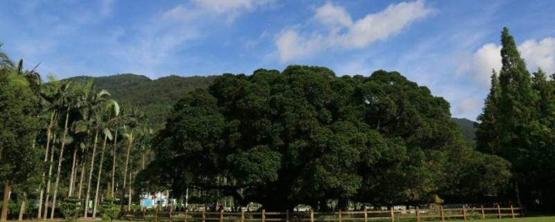 森林里空气清新的原因（森林里空气清新的原因什么作用）