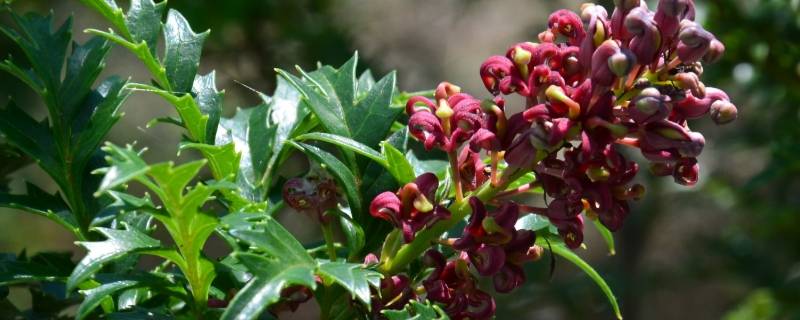 山龙眼荚是什么东西（龙眼是什么东西?）