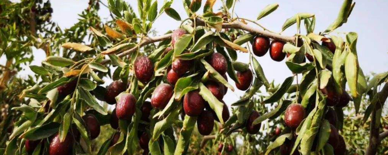 灰枣和骏枣的区别（和田灰枣和红枣的区别）