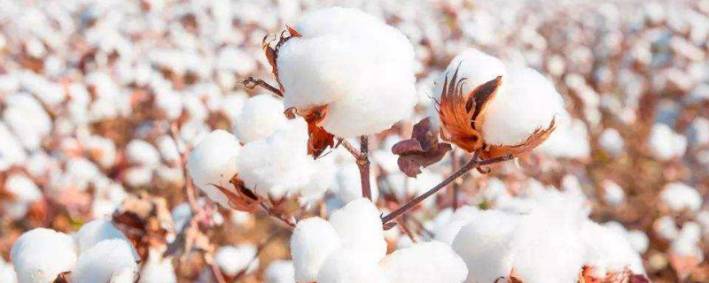 长绒棉和全棉什么区别（120支长绒棉和全棉什么区别）