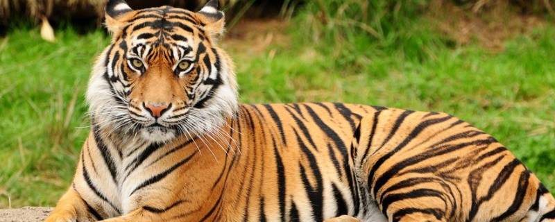老虎是怎么捕猎的（老虎是怎么捕猎的的照片）