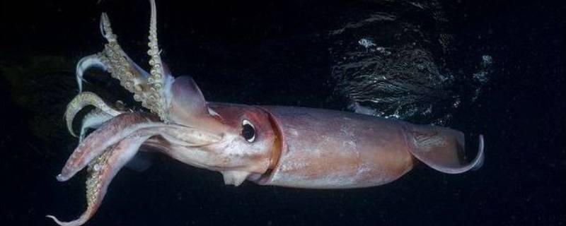 鱿鱼的皮怎么能快速去除 鱿鱼外皮怎么去掉