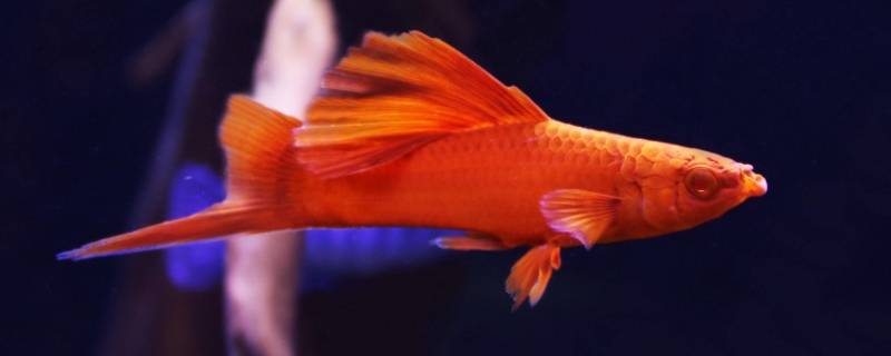 淡水箭鱼是什么鱼（长得像箭一样的淡水鱼）