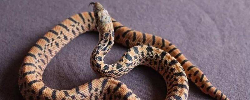 蛇是什么科（乌梢蛇是什么科）