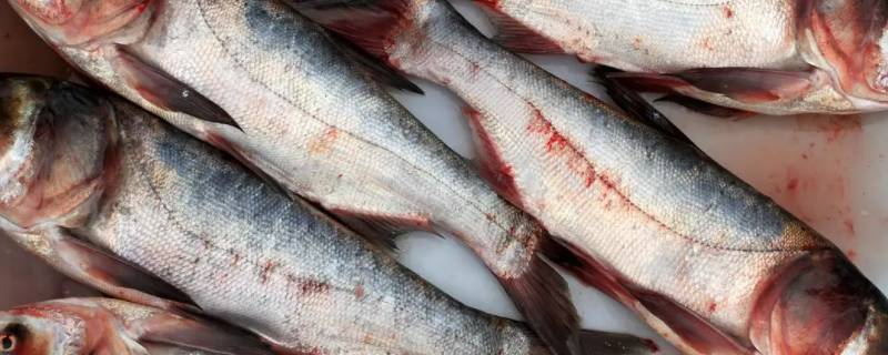 冬天鱼杀了可以放多久 冬天杀条鱼能放几天