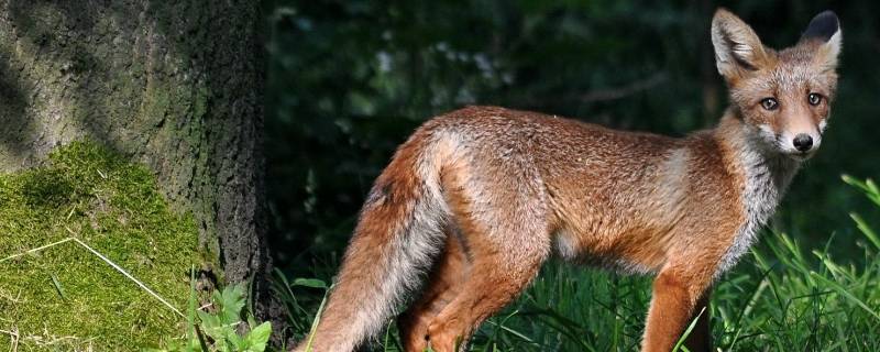 狐狸住在哪里 玉面狐狸住在哪里