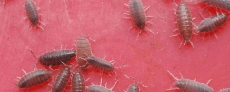 家里潮虫太多怎么除掉（家里有潮虫怎么彻底消灭）