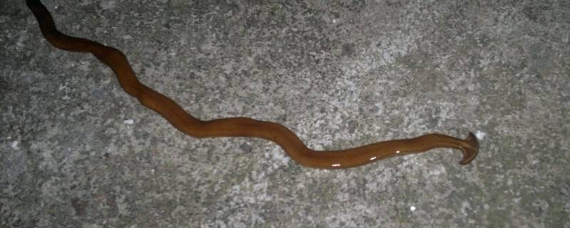 蚂蝗和蚂蟥有什么区别 蚂蝗和蚂蟥的区别