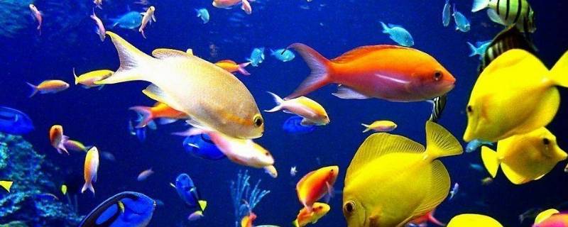 鱼喝水吗（鱼会喝水么）