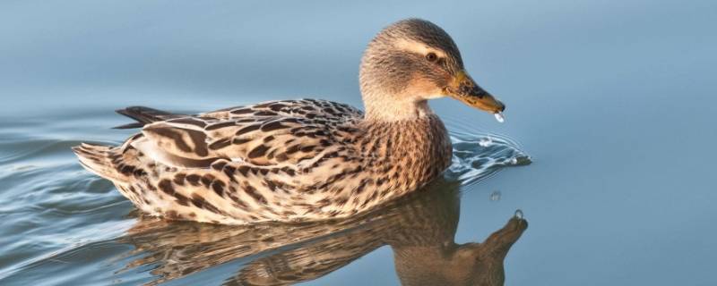 鸭子爱吃什么 刚出生的小鸭子爱吃什么