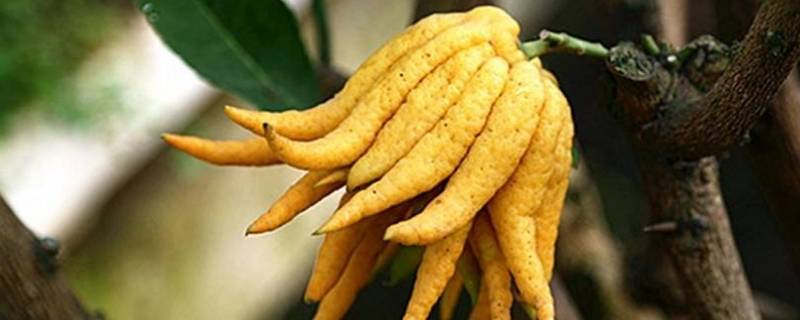 佛手是什么东西 文玩佛手是什么东西