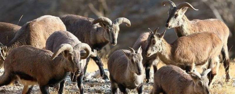 野羊和麂子的区别 羚羊和麂子