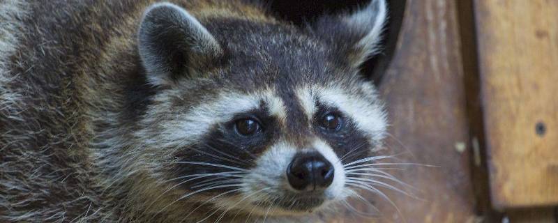 浣熊属于什么科 浣熊属于什么科类