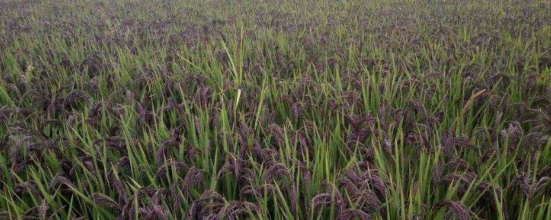 绿米是什么米 绿竹米是什么米