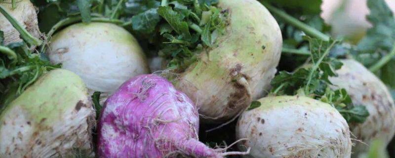 恰玛古是什么蔬菜（恰玛古就是大头菜吗）