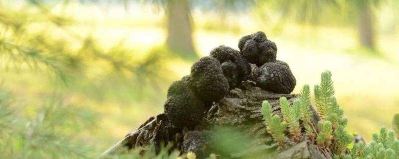 黑松露长在什么树底下 黑松露长在什么树底下大连有吗