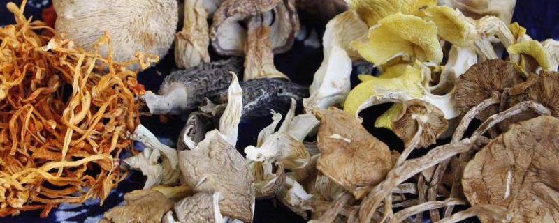 七彩菌菇是哪几种（七彩菌菇是哪几种菇）