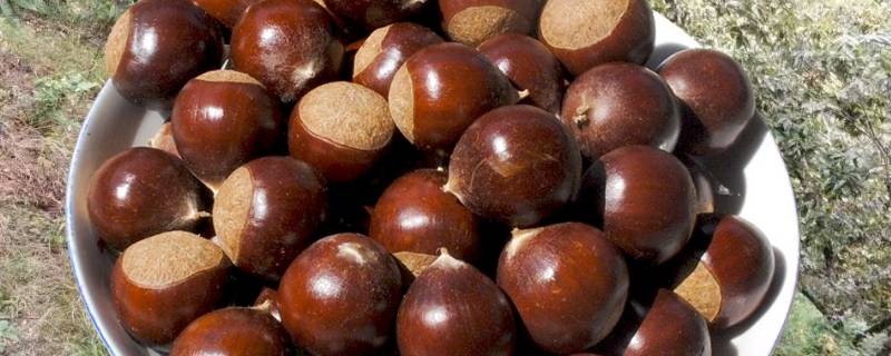 锥栗怎么容易剥壳（锥栗怎么切口容易剥壳）