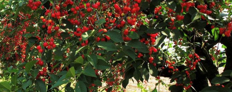 为什么雨后摇晃樱桃树（大雨过后樱桃树蔫了）