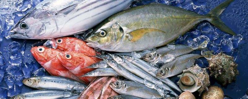 鱼可以冷冻吗 杀好的鳝鱼可以冷冻吗