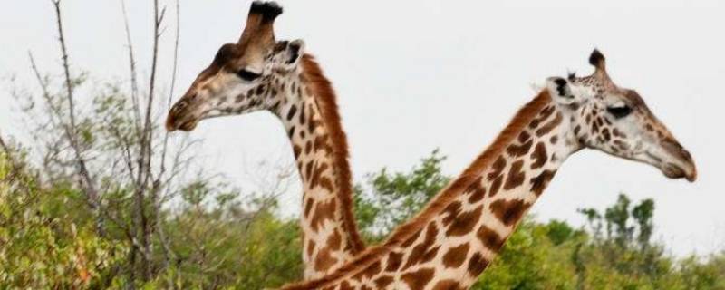 长颈鹿冬眠吗（长颈鹿冬眠吗百科）