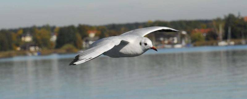 海鸥吃鱼吗（海鸥吃小鱼吗）