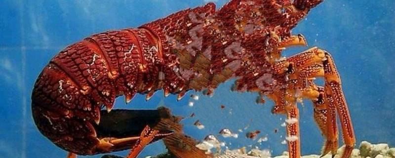 纽龙和澳龙什么区别（澳龙和红龙区别）