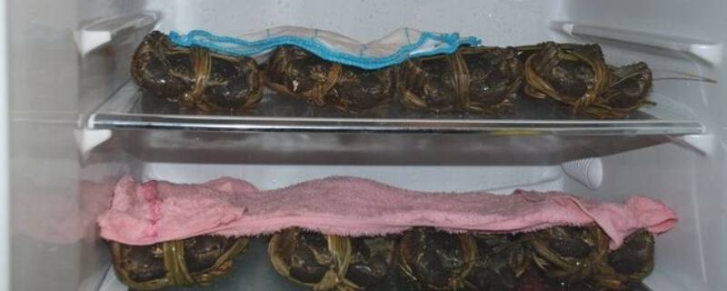 活大闸蟹如何保存 活大闸蟹如何保存很长时间