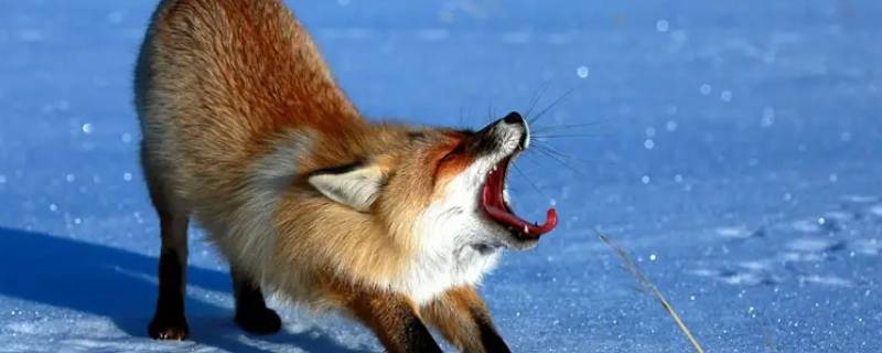 狐狸能养吗 狐狸能养吗有什么忌讳吗