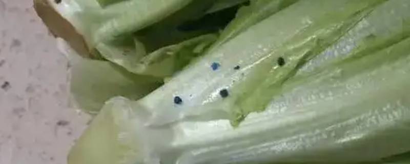 青菜上蓝色粉末是什么 青菜上面蓝色的粉末