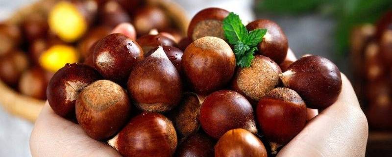 生栗子放干了变硬了怎么办（生栗子干后变硬怎么办）