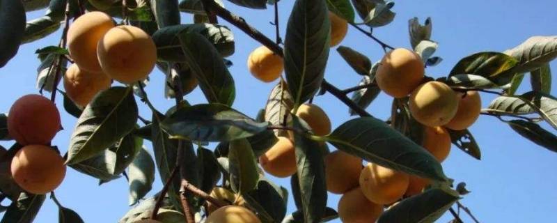 方山柿要等软了才吃吗 柿子还没软能吃吗