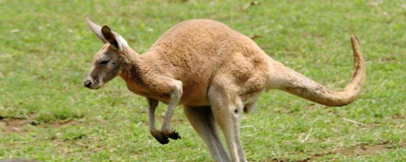 袋鼠有几种（袋鼠有几种类）