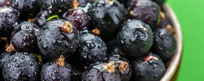 黑加仑是什么东西（黑加仑是什么东西是水果是什么情绪不）