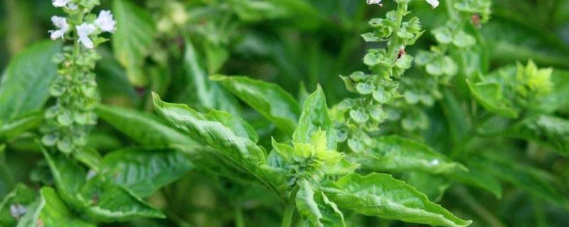 九层塔是薄荷吗（九层塔是薄荷吗?）