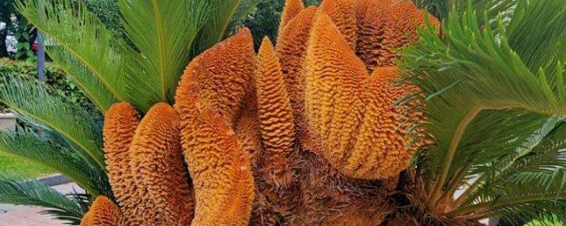 千年铁树开花果能生吃吗（铁树的花果能吃吗）