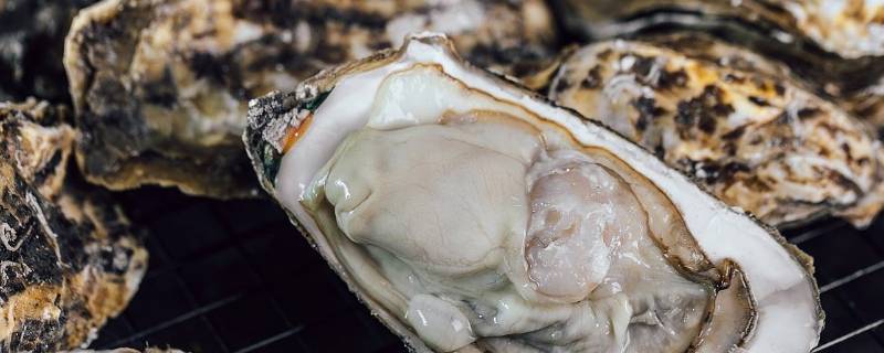 生蚝壳开了是死的吗 生蚝买来壳都开了怎么回事