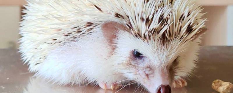 野生刺猬能养吗（野生刺猬能养吗犯法吗）