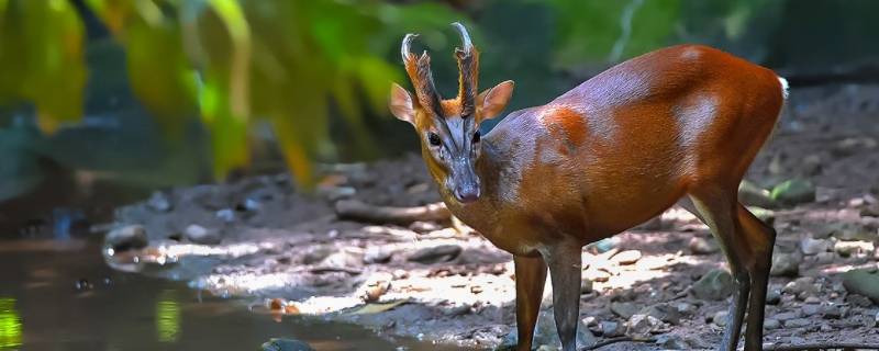 黄猄是几级保护动物可以吃吗 黄猄属于几级保护动物