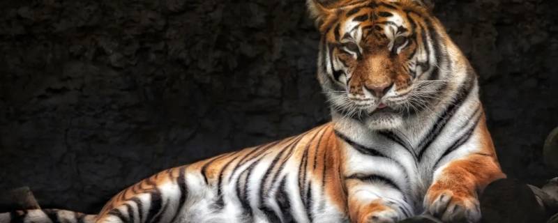 老虎有几种品种（老虎有几种品种分别是什么）