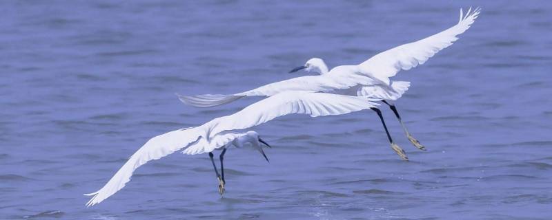 白鹭的脚大约有多长 白鹭的脚大约有多长?