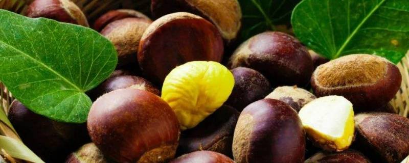 迁西板栗和一般的板栗有什么区别 迁西板栗有什么不一样