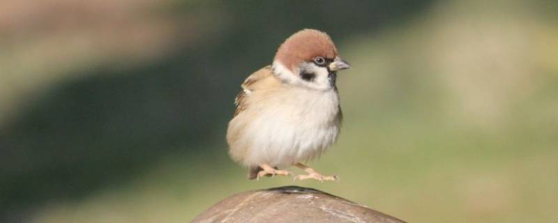 小麻雀的特点（小麻雀的特点是什么）