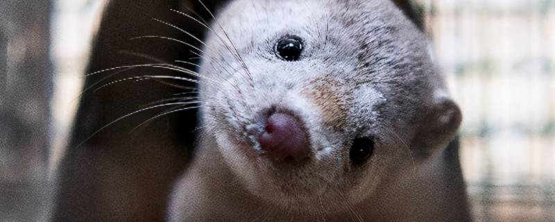 什么是丹麦貂 什么是丹麦貂皮