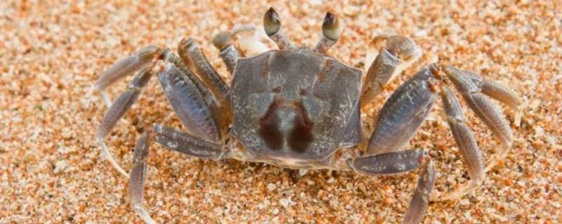 雌蟹的黄为什么是黑的 母蟹黄为什么是黑的