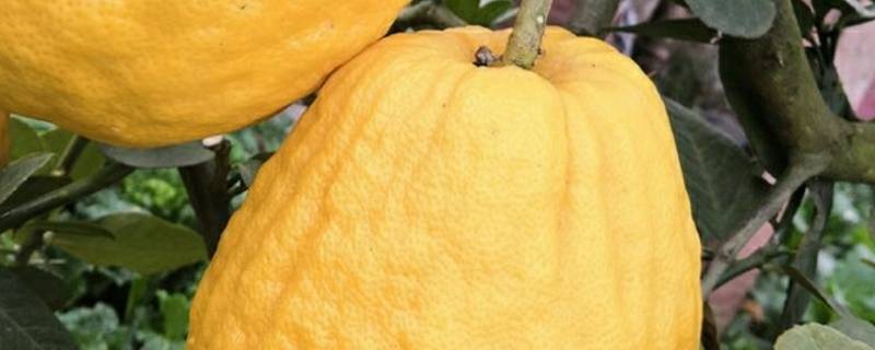 香椽和香橼的区别（香椽和香橼的区别 念法）