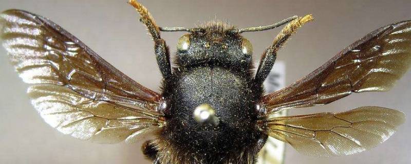 如何制作昆虫标本 如何制作昆虫标本不腐烂