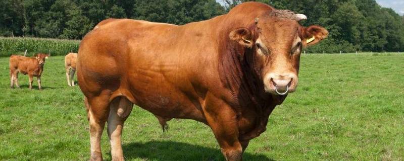 生牛头怎么劈开简单的方法（生牛头怎么分开）