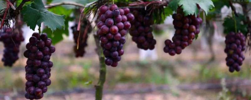 葡萄可以做什么（葡萄可以做什么好吃的）